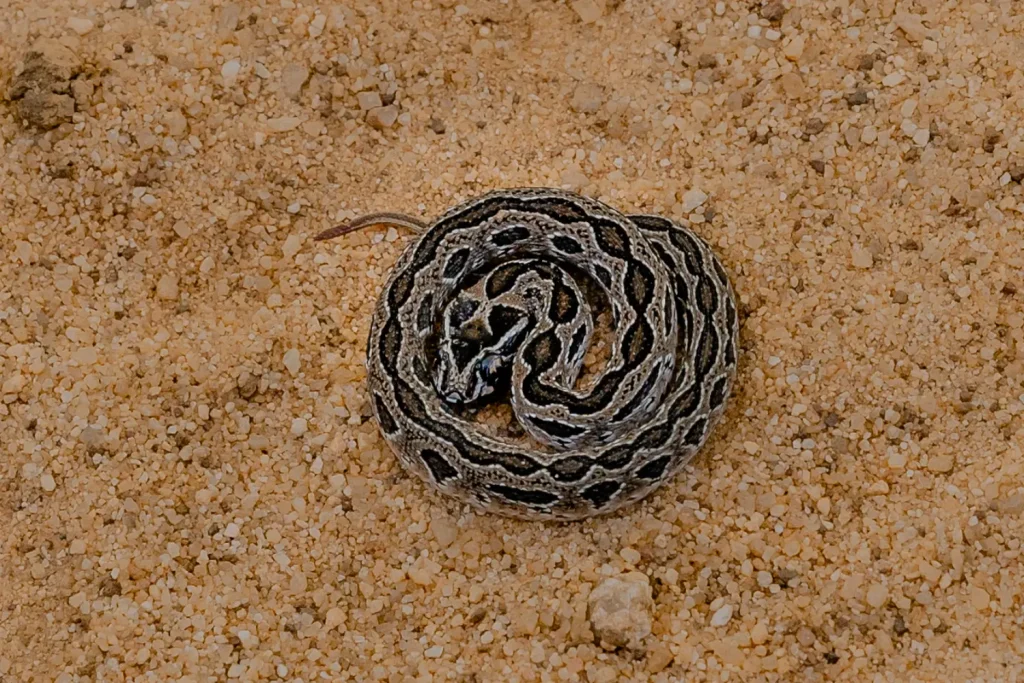 russell's viper coiled on sand in yala national park, sri lanka.
