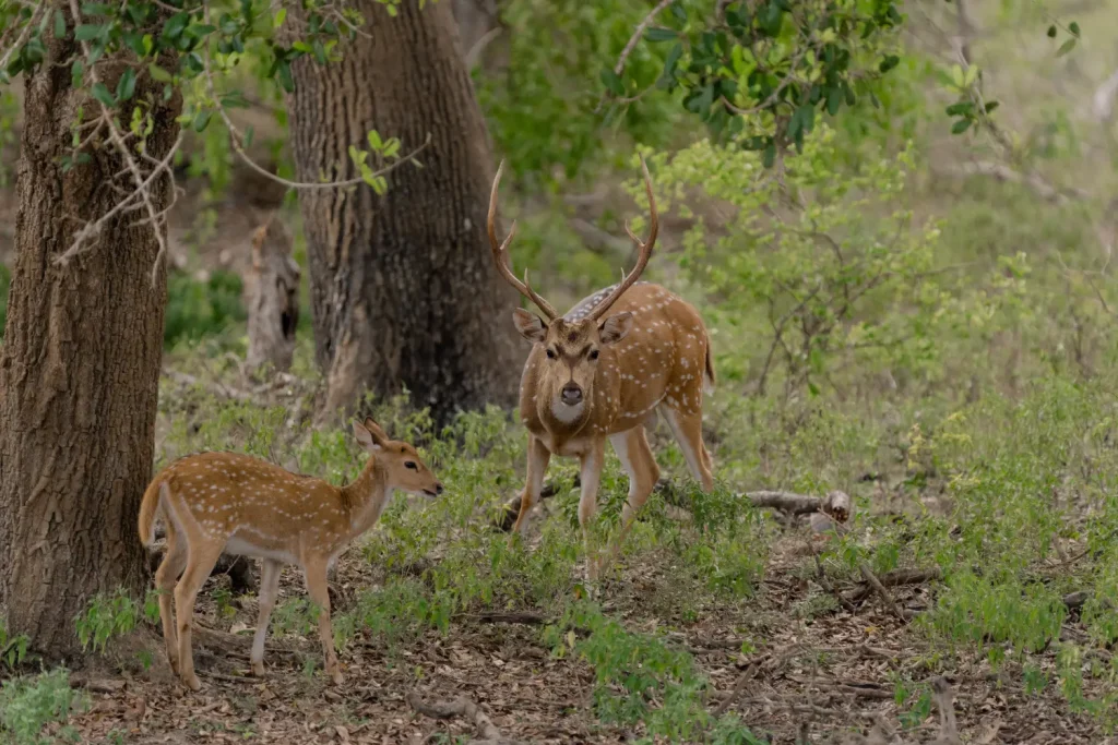 a male and female spotted deer in a sri lankan forest.