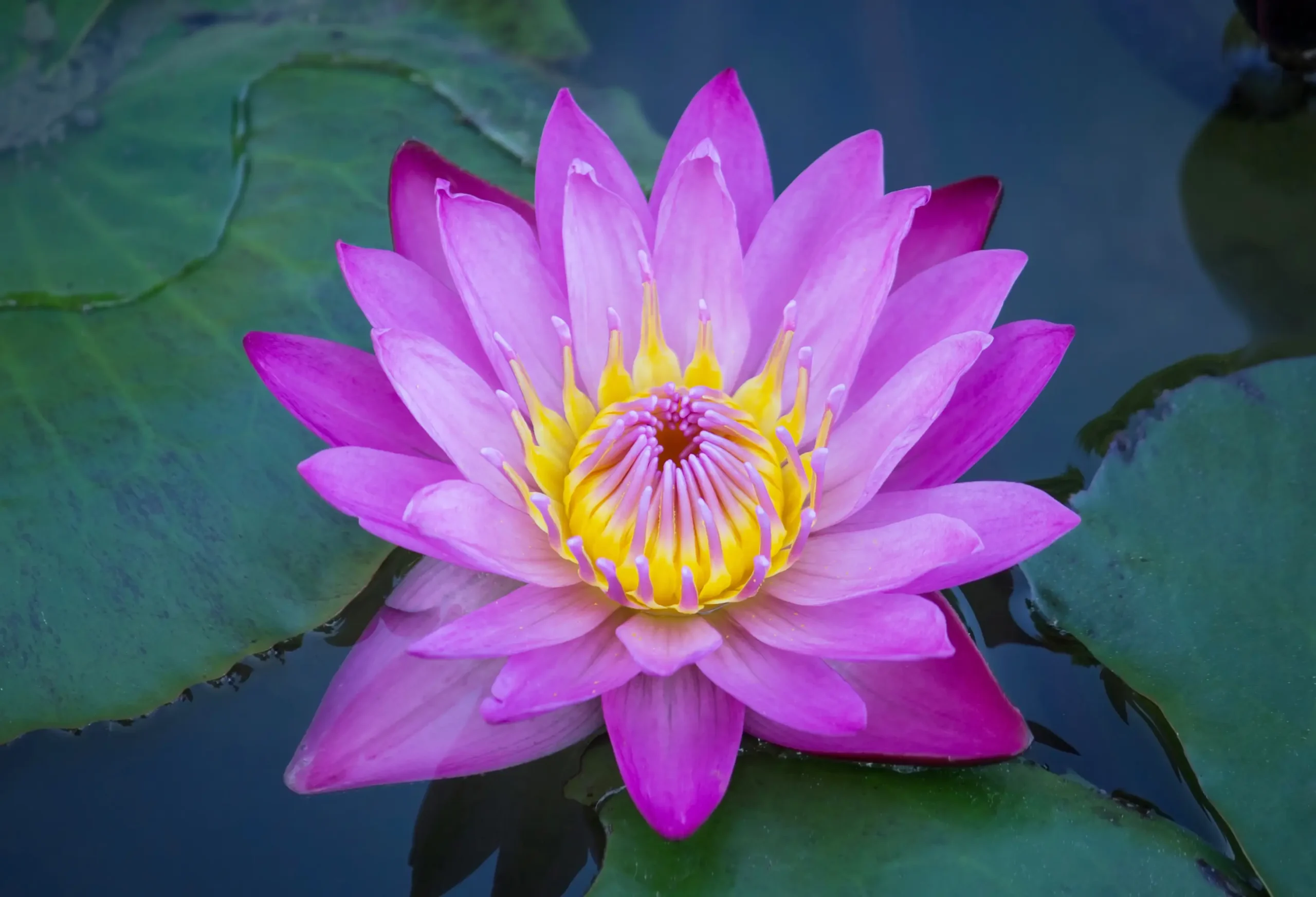 vibrant pink lotus, the national flower of sri lanka.