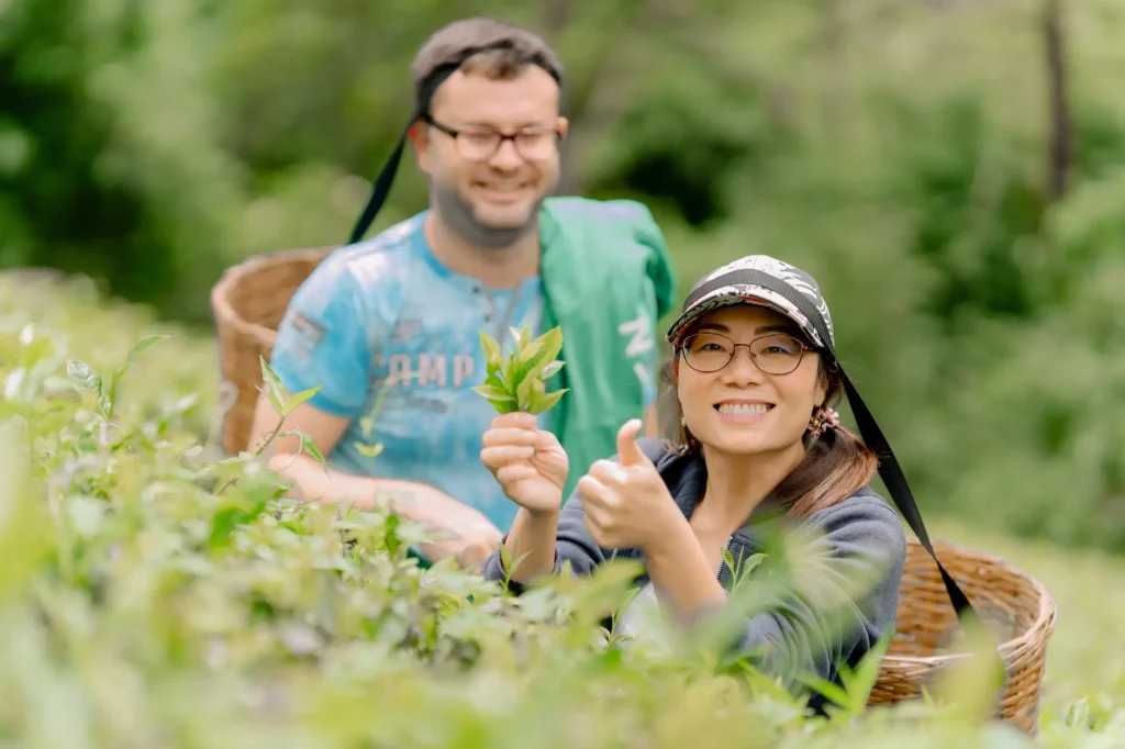 a couple smiling in a tea plantation, holding fresh tea leaves.