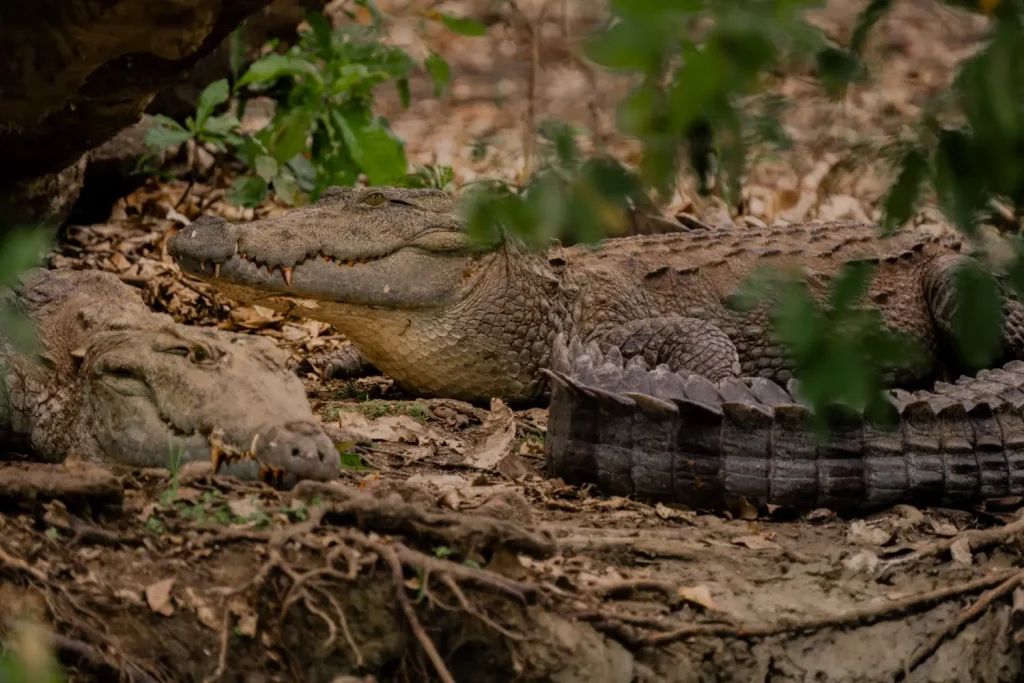 two crocodiles resting on a muddy riverbank in sri lanka.