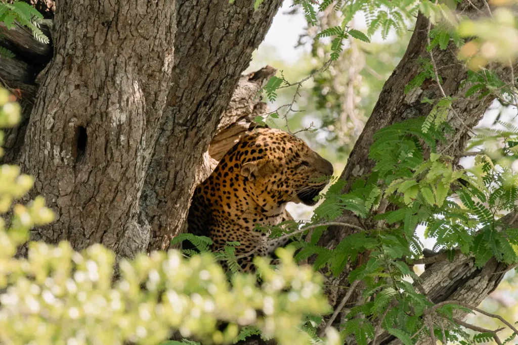 a leopard resting in the branches of a tree in sri lanka.