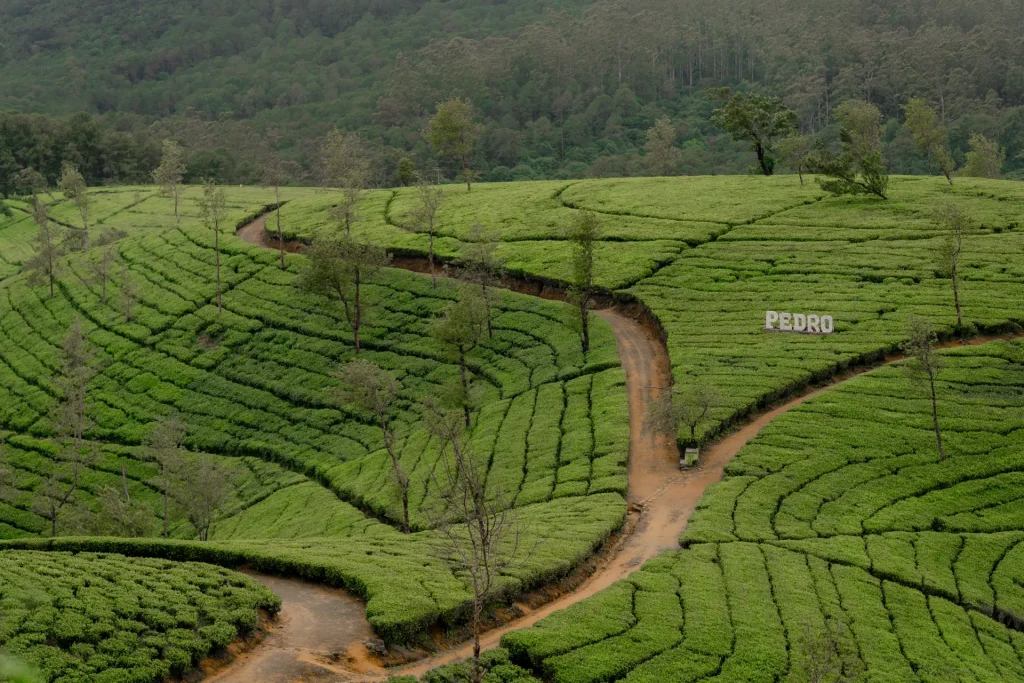 a winding path through the pedro tea estate in nuwara eliya.